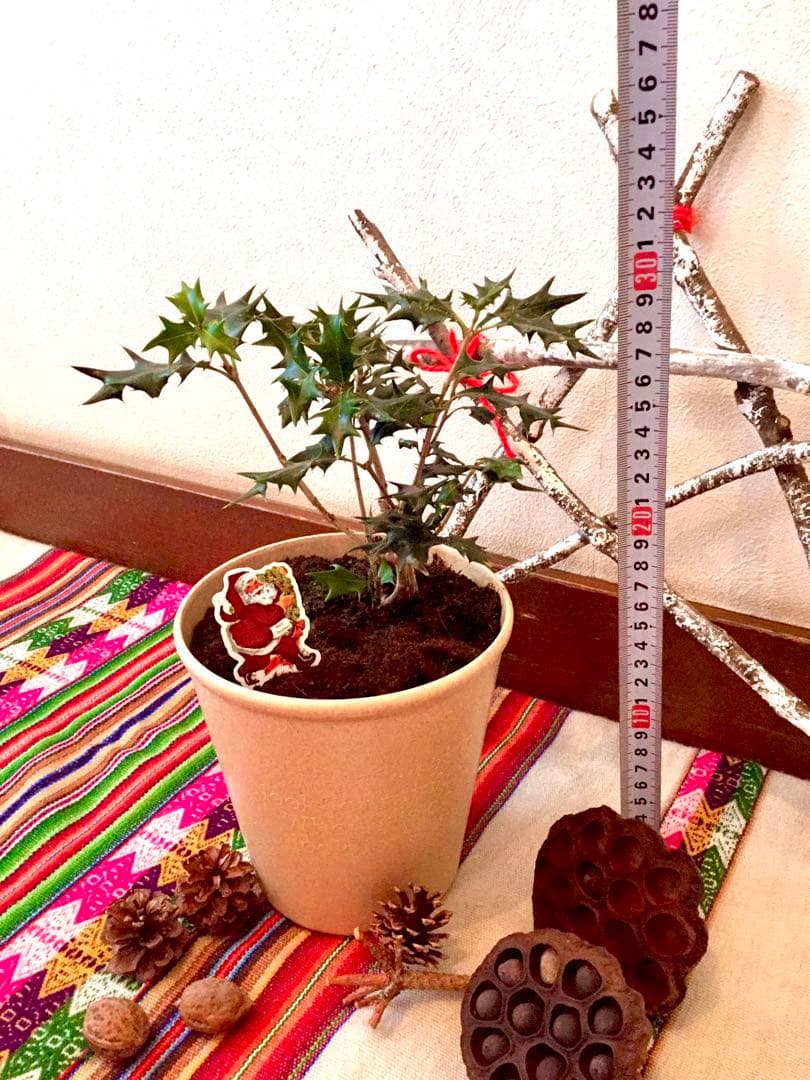 【完売】天然＊野生の可愛い柊さん/ひいらぎ/大サイズ/ハロウィンやクリスマスに