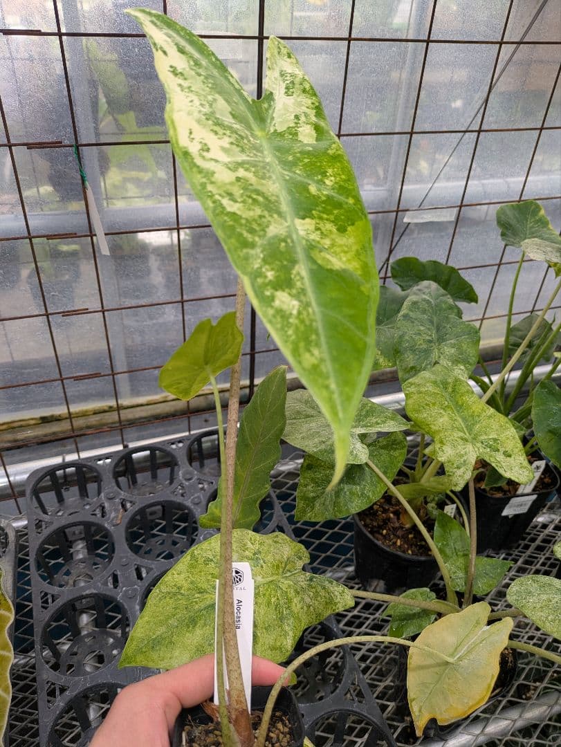 【希少】アロカシア ロンギロバ バリエガータ