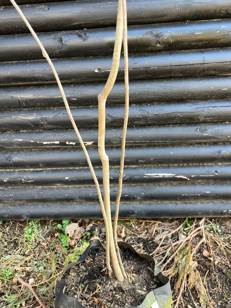 山採り天然　ツリバナ　３本株立ち　12