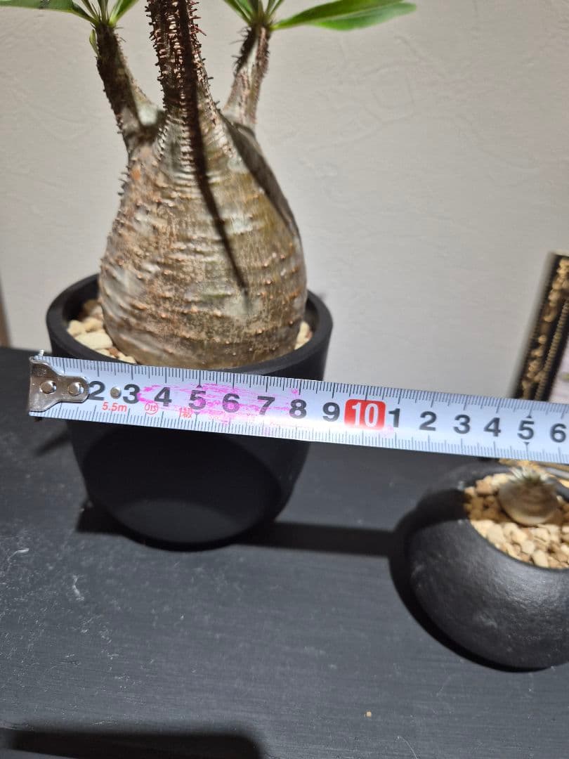 品種名…パキポディウム・グラキリス 特徴…現地球/現地株