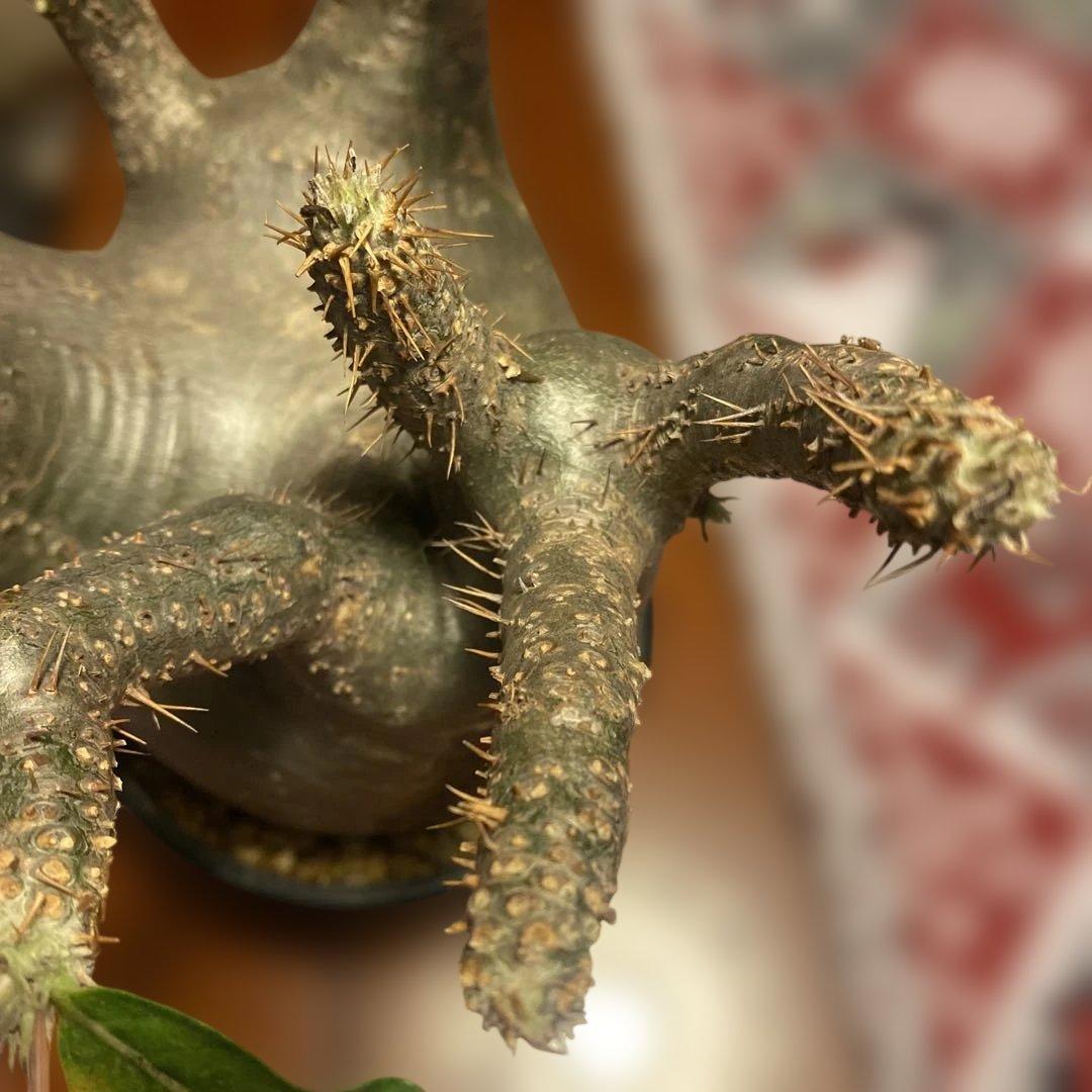 グラキリス 大 重量級 現地球