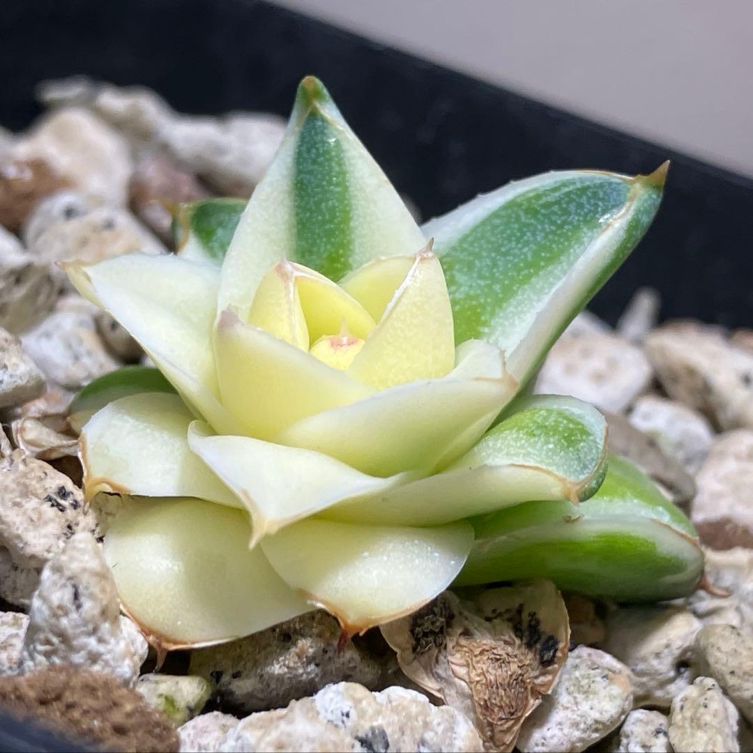 彪*丸様 【初売りオークション】74 アガベ　王妃笹の雪A型　ピンキー　変わり斑