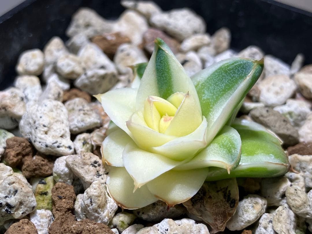 彪*丸様 【初売りオークション】74 アガベ　王妃笹の雪A型　ピンキー　変わり斑