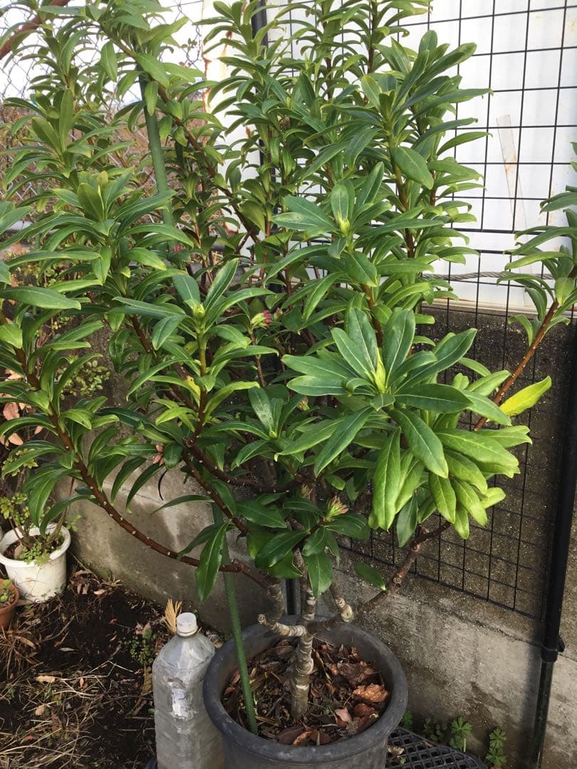 沈丁花　赤１００センチ