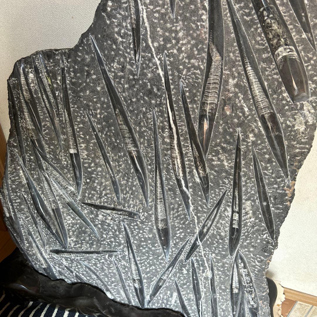 オルソセラス化石複数 片面磨き