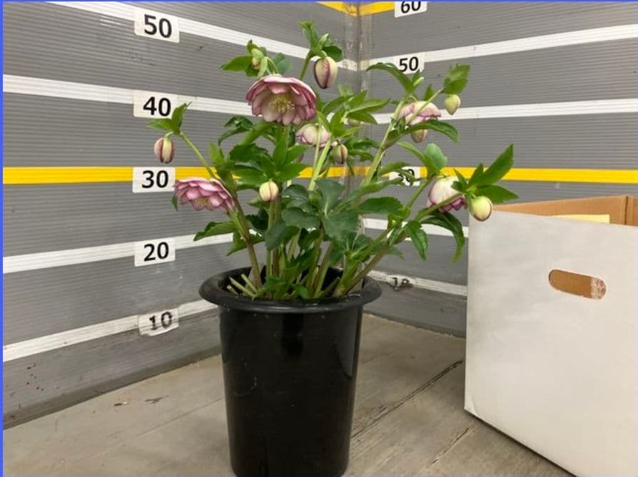 ☆クリスマスローズ☆リバースピンク☆八重咲き☆6号鉢☆