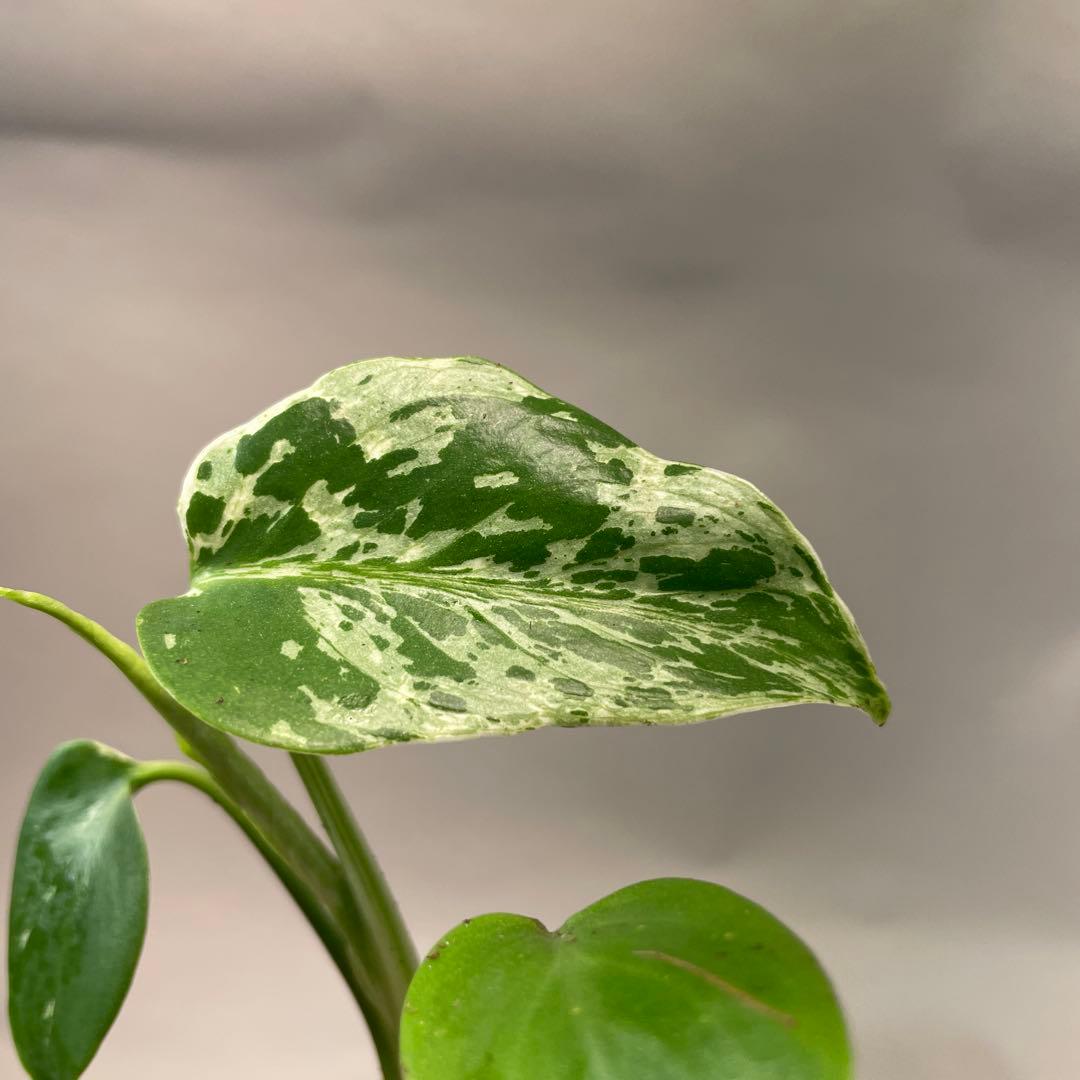 に*y様 A11品種保証！斑入り保証！Bulbasaurモンステラ バルバソー