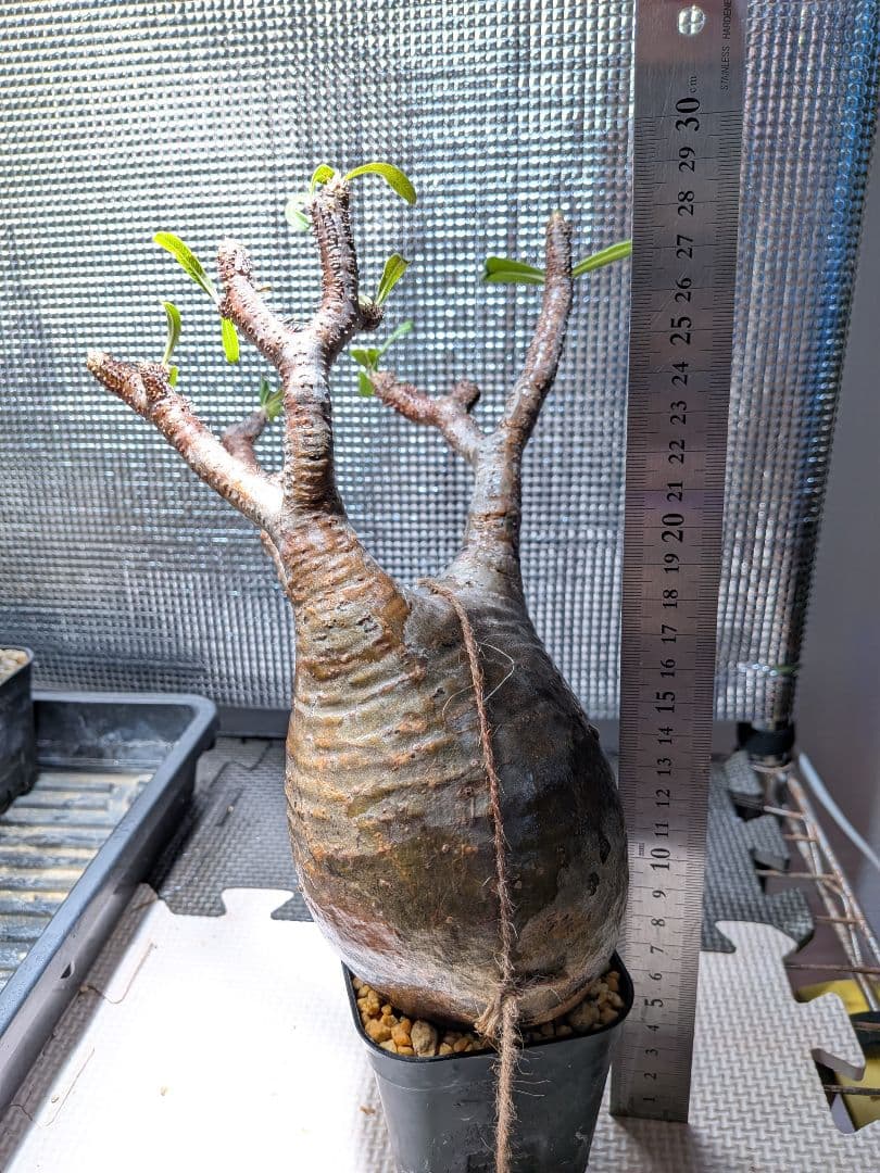 タ*ー様 パキポディウム　グラキリス現地球