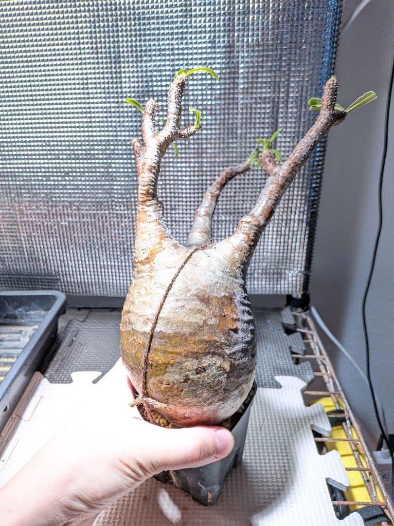 タ*ー様 パキポディウム　グラキリス現地球