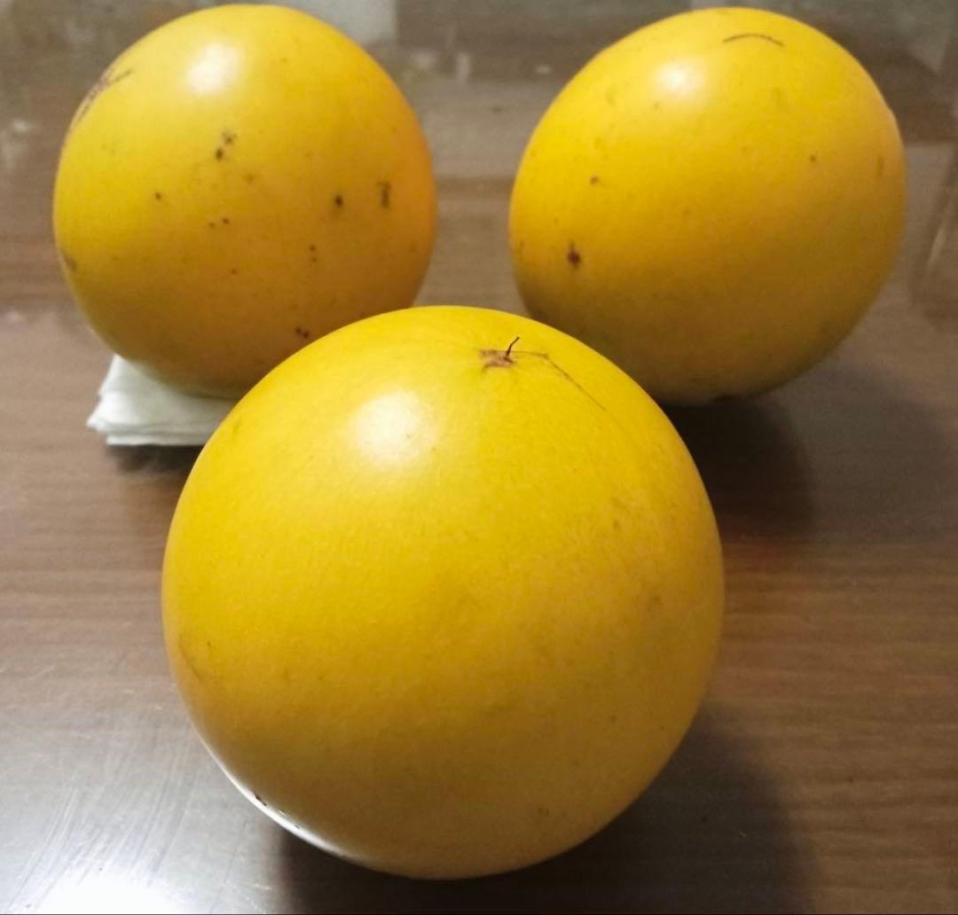 初出品！希少！台湾黄金果「大実品種」　アビウ苗木