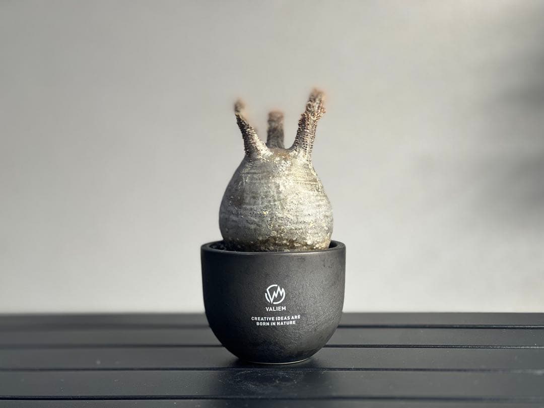 【休眠中】パキポディウム・グラキリス 現地球 VALIEM④