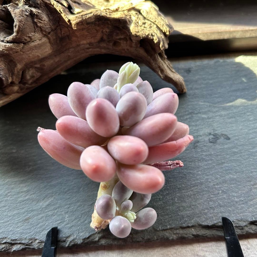 ❣️美苗♡オレンジスノーボール②❣️現品 カット エケベリア 寄せ植え 多肉植物