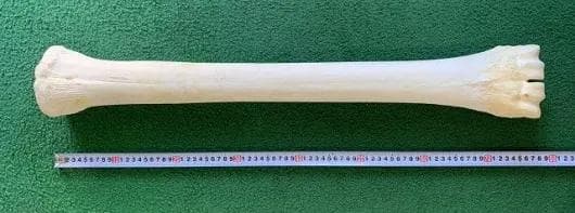 キリン ★ South African Giraffe レッグボーン