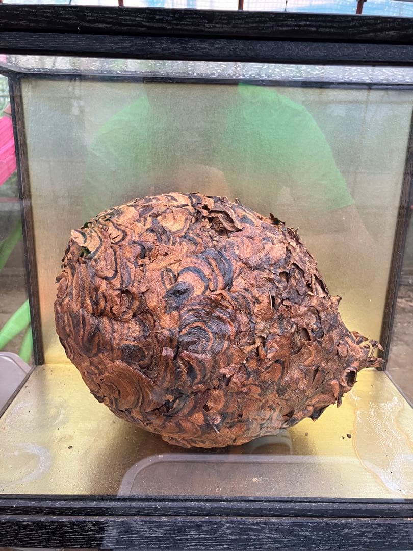 蜂の巣　ハチノス