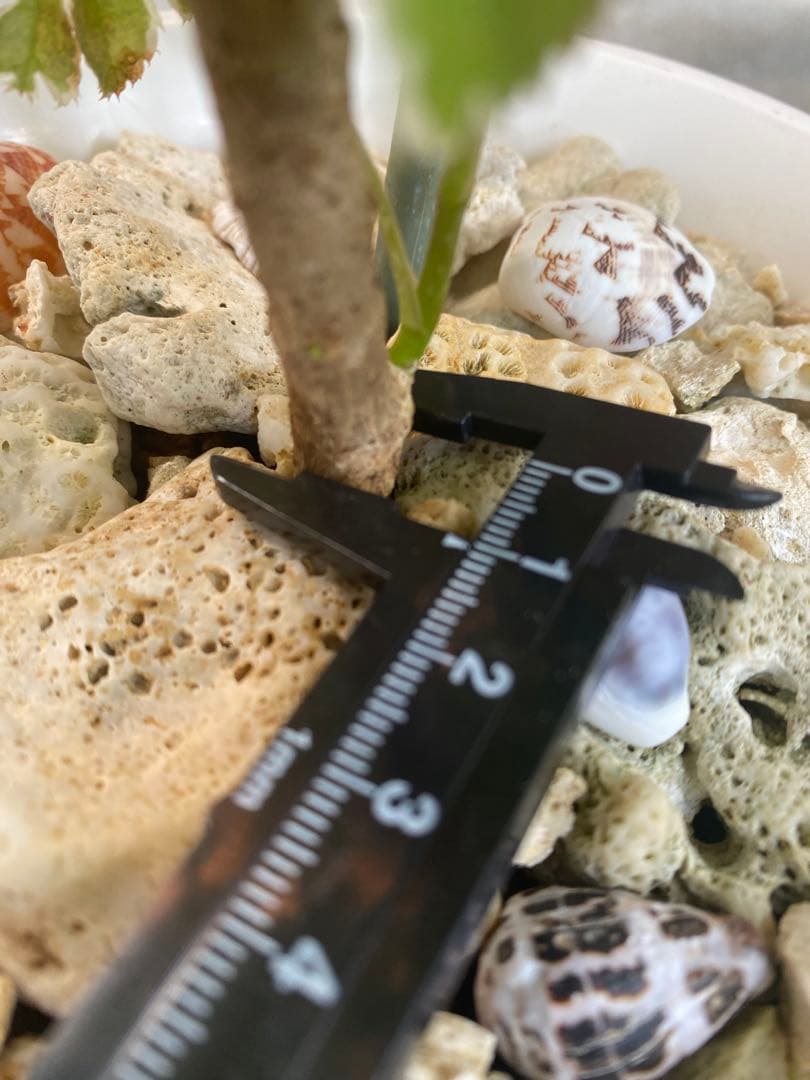 ◆ポリシャス26-012◆プラ鉢植え◆珍しい品種❣️写真現物をそのままお届け