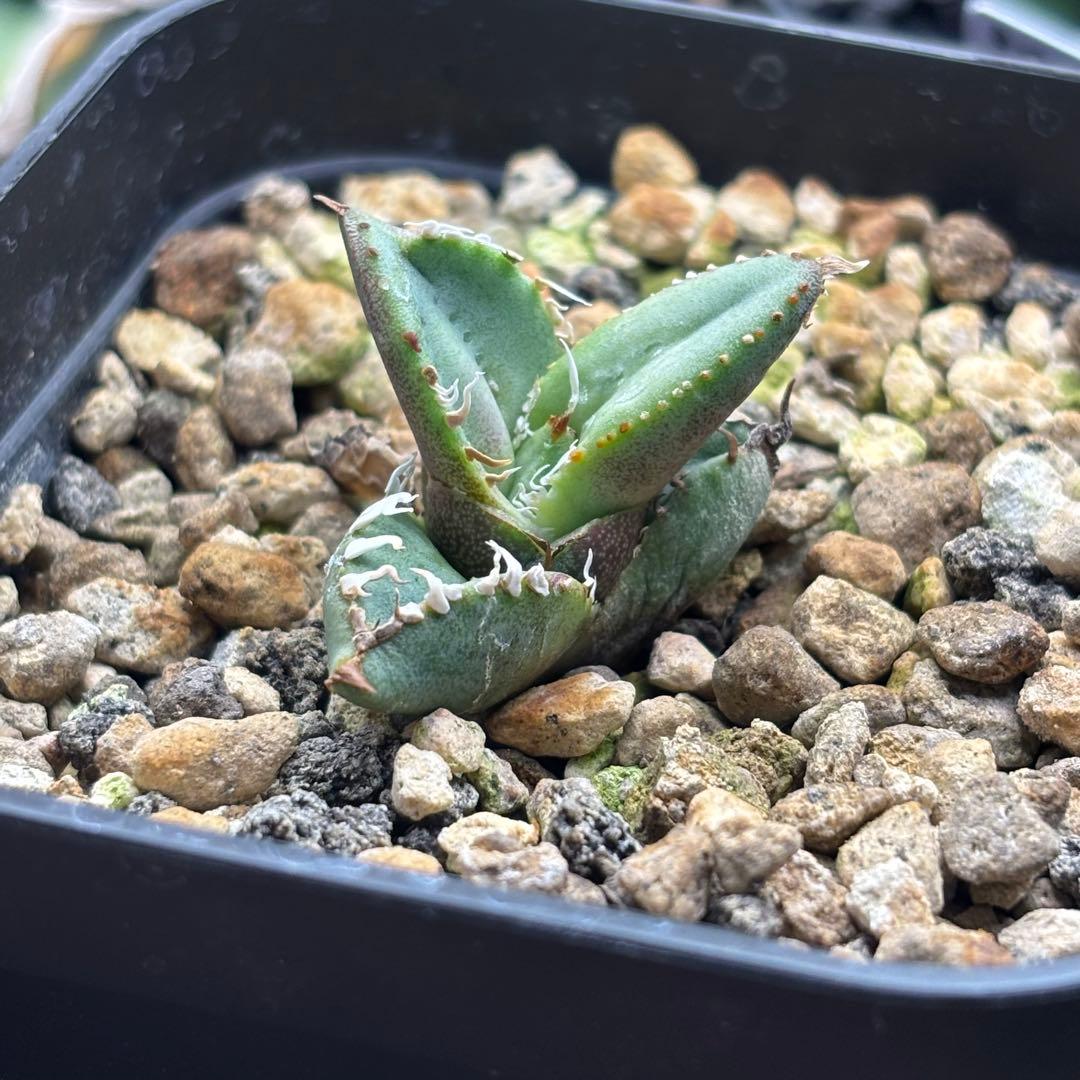 アガベ　麻花　麻花龍　ぶつぶつ　子株
