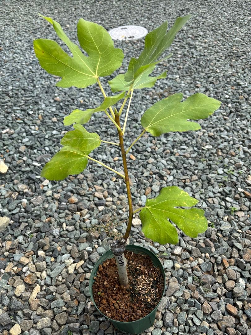 あかいしさま　専用出品　自家果実確認済みイチジクAmarcord 接木苗