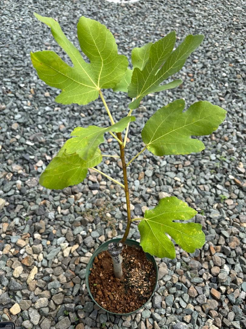 あかいしさま　専用出品　自家果実確認済みイチジクAmarcord 接木苗