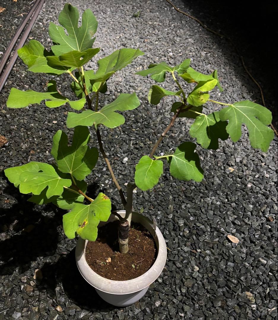 あかいしさま　専用出品　自家果実確認済みイチジクAmarcord 接木苗