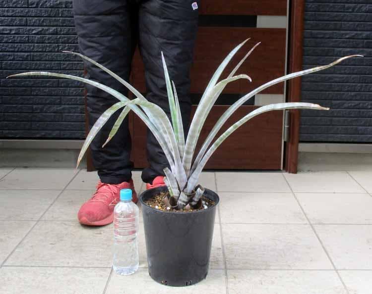 【現品】チランジア・ヒルダエ 　ティランジア・ヒルダエ　７号　P7番