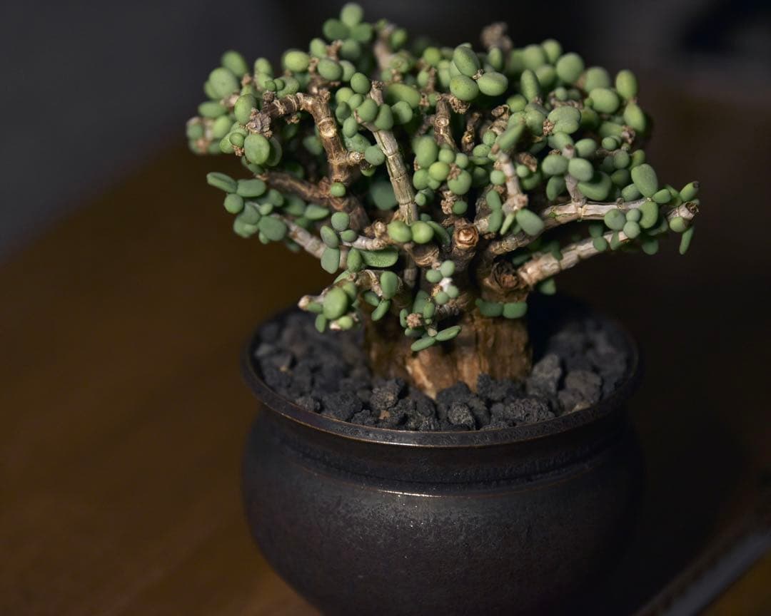 発根済 ケラリアピグマエア　塊根植物