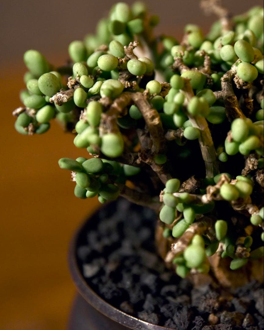 発根済 ケラリアピグマエア　塊根植物