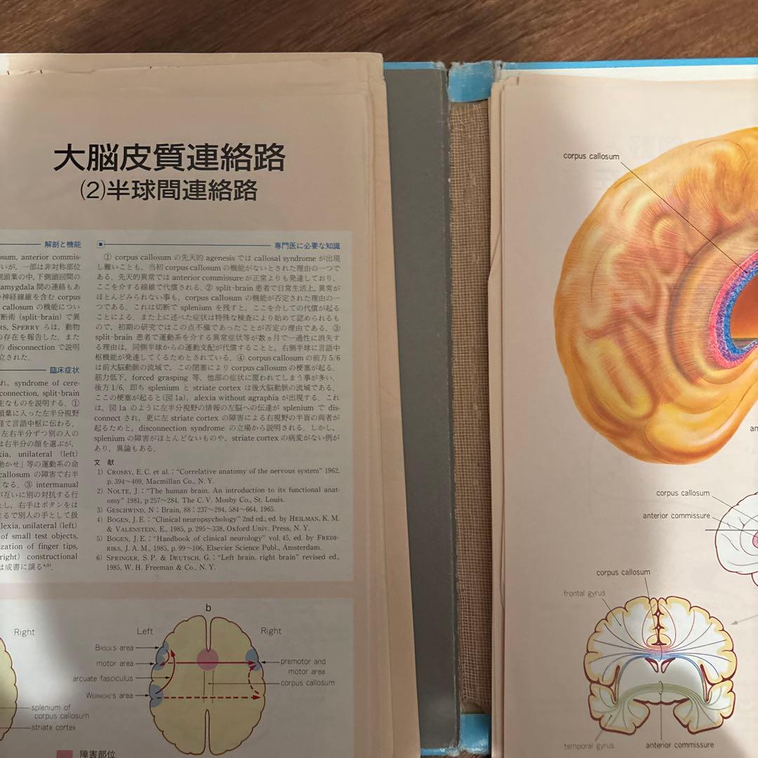 臨床のための神経機能解剖学　裁断済み