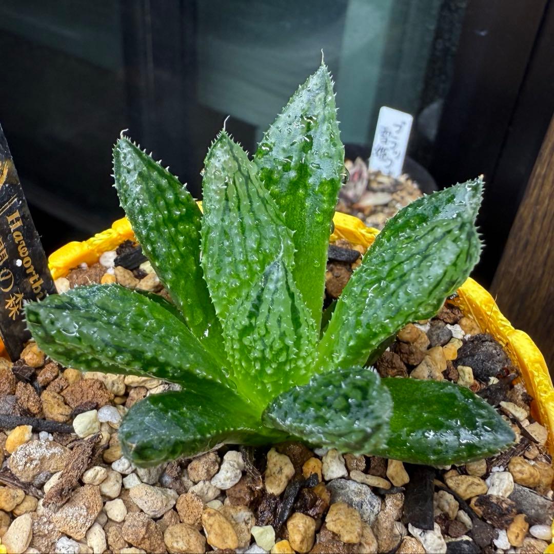 ハオルチア ⭐️闇の森⭐️ 極上品　美苗　美品　発根済み。