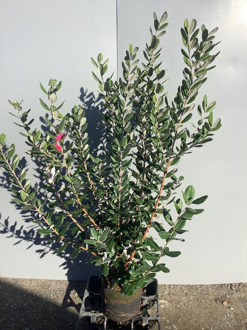 7-44果樹【*+ami♡ami+*フェイジョア】樹高約130cm【送料込