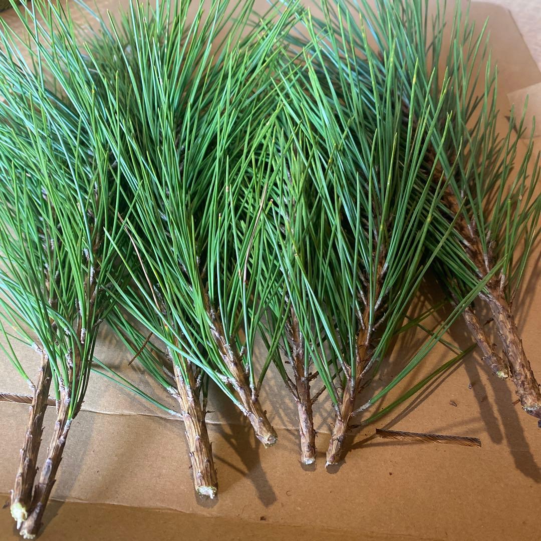 みかん箱3箱分パンパンに詰めます　正月飾り　松の葉　40cm以上希望承ります！