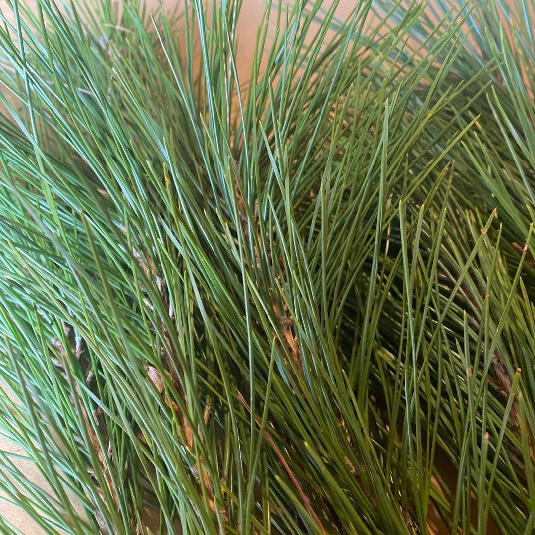 みかん箱3箱分パンパンに詰めます　正月飾り　松の葉　40cm以上希望承ります！