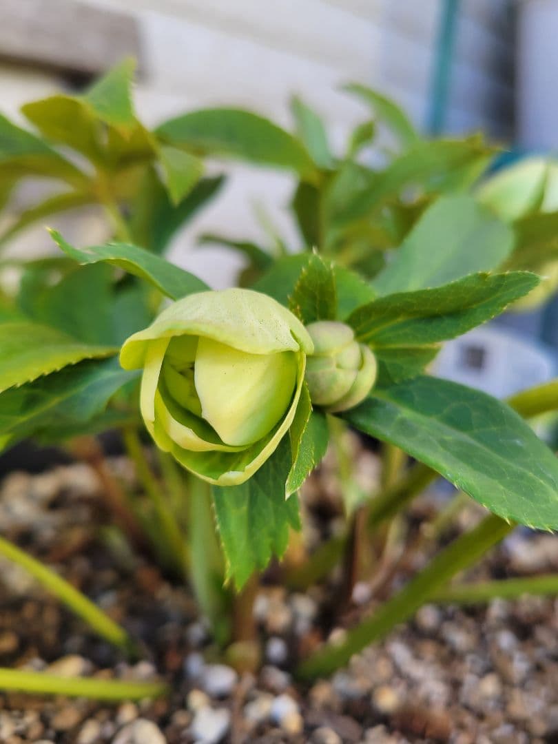 広瀬園芸　クリスマスローズ　ダブル