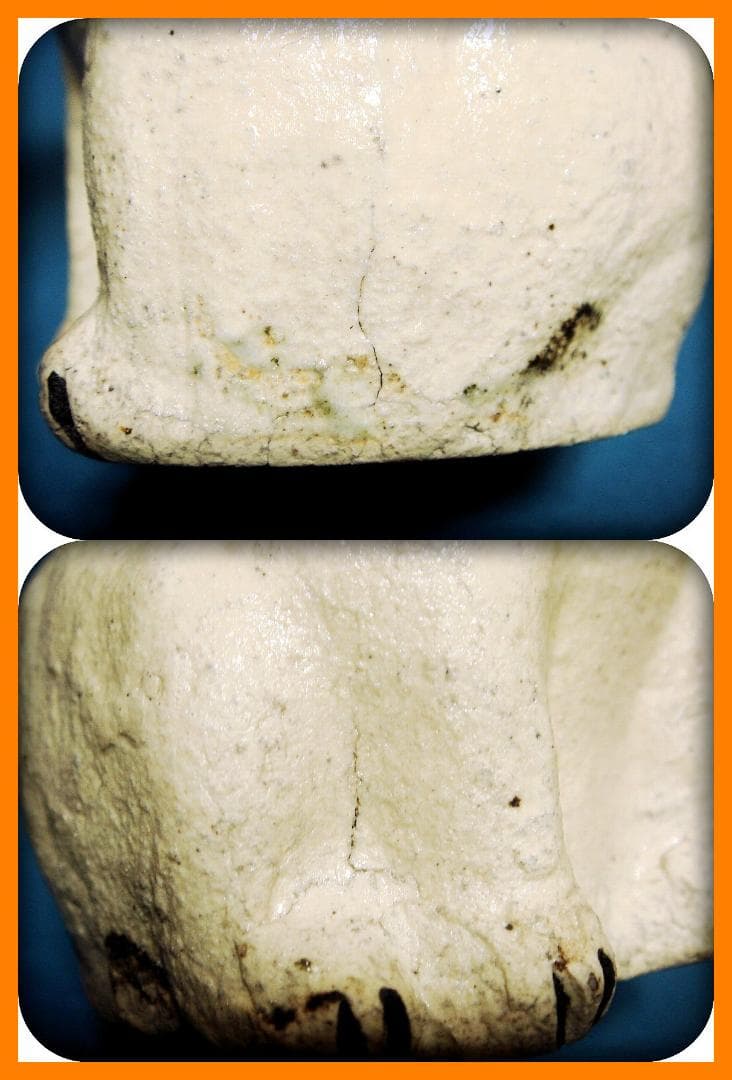 809『魔除けの文様 招き猫』陶器　/骨董品 古美術 アンティーク 古玩