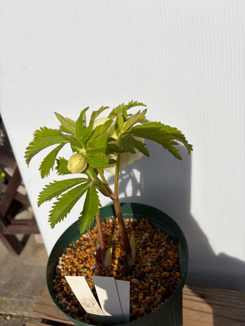 認定グロッシー　かぐや姫　クリスマスローズ