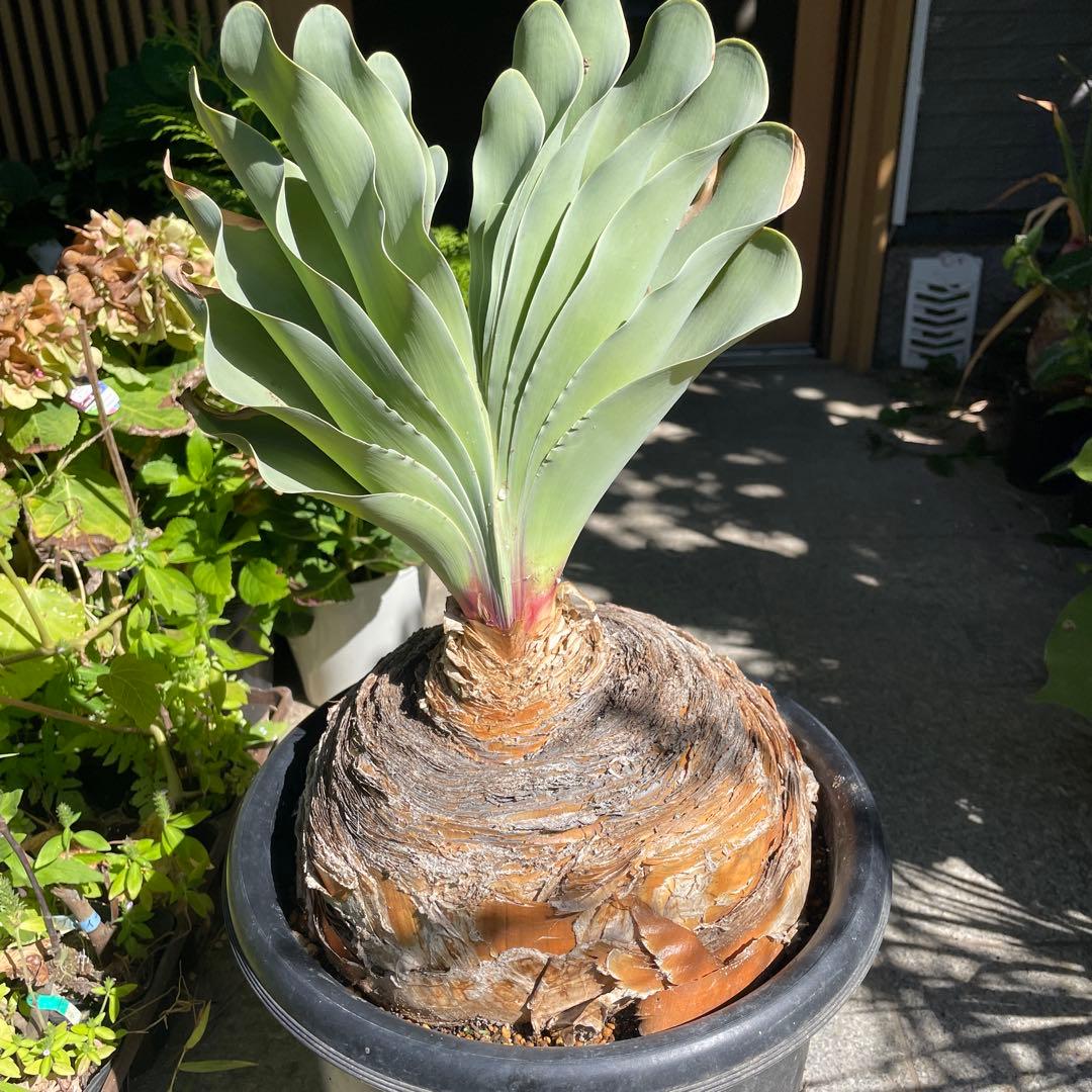 お*ん様 ブーファン ハエマンソイデス 大株