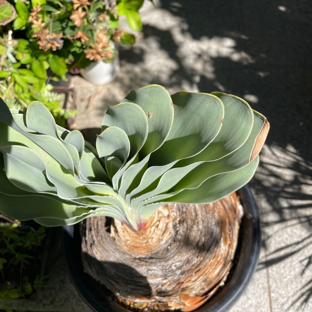 お*ん様 ブーファン ハエマンソイデス 大株