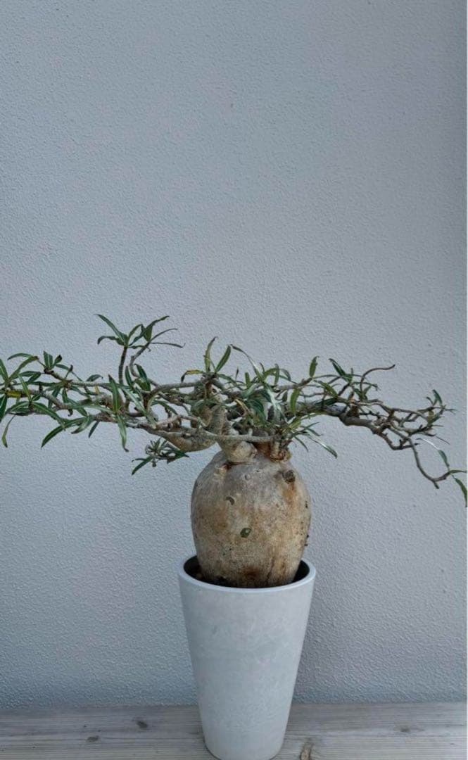 アデニウム　ソマレンセ　超大株