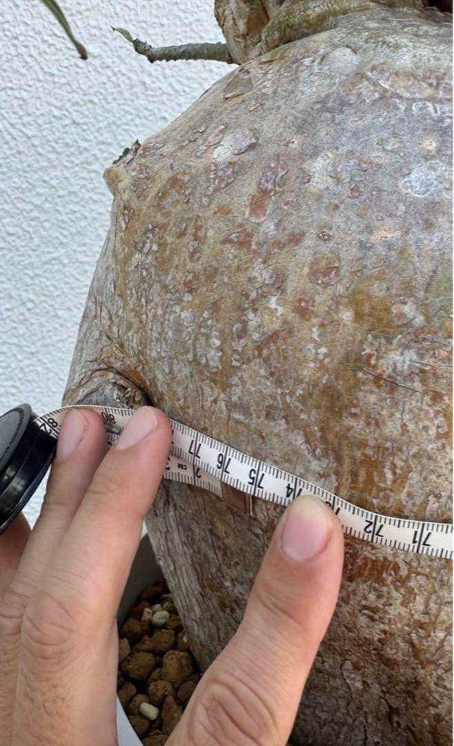 アデニウム　ソマレンセ　超大株
