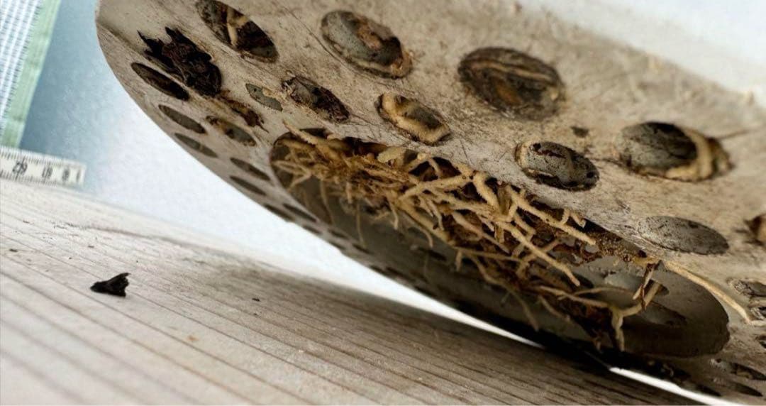 アデニウム　ソマレンセ　超大株