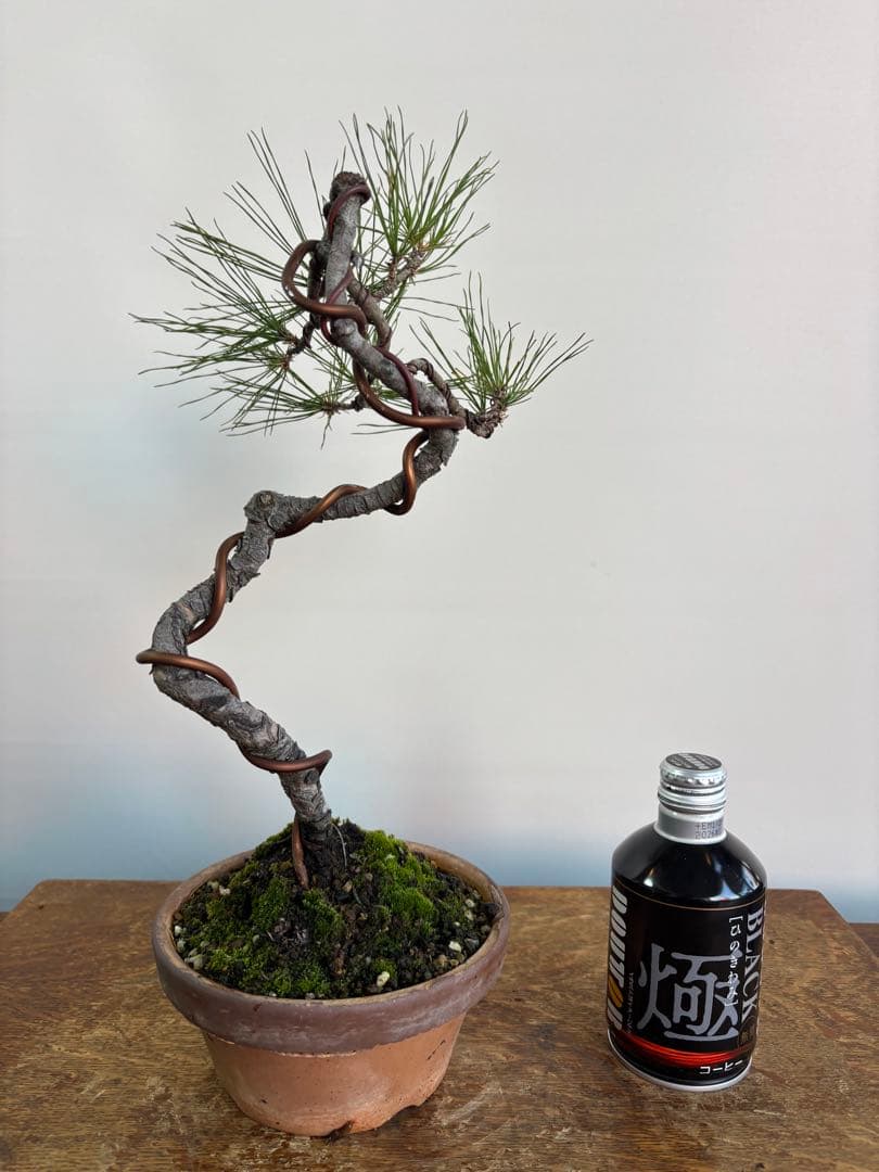 黒松　盆栽　文人