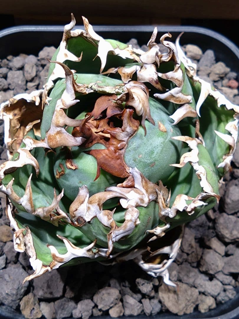 超コンパクト‼️オアハカ・オテロイ現地株