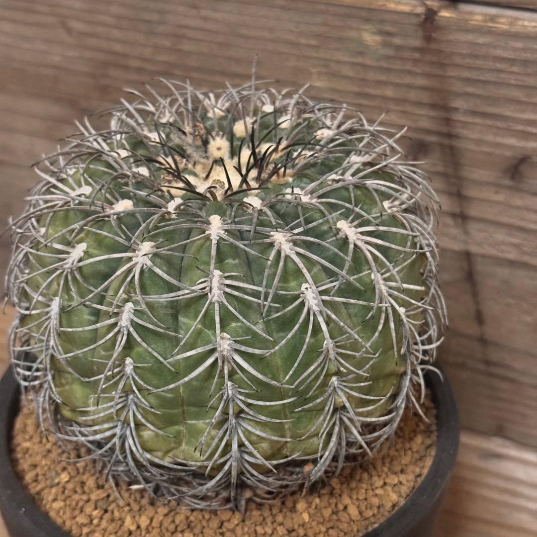 【実生古株】黒刺天平丸 魔天竜 緋冠竜 太平丸 黒王丸 ギムノカリキウム