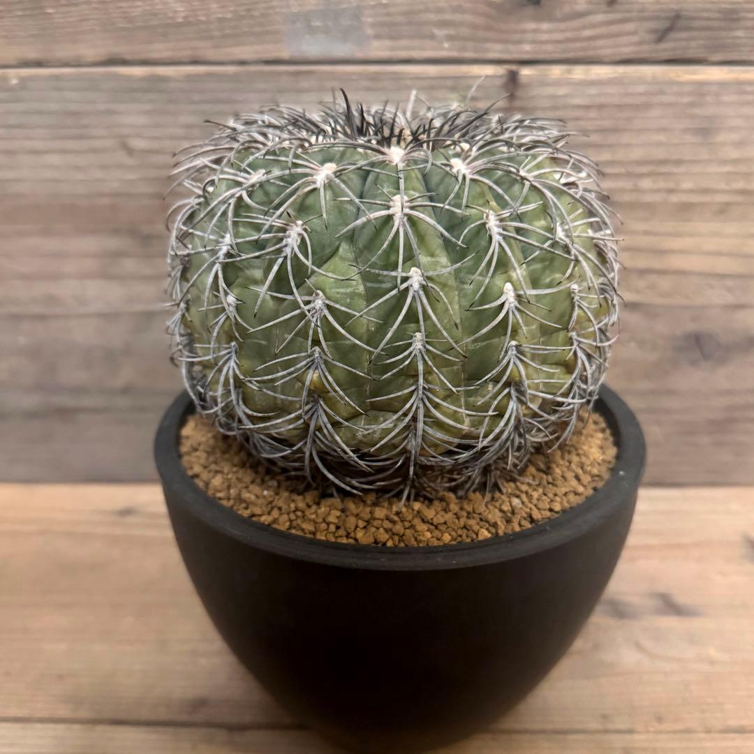 【実生古株】黒刺天平丸 魔天竜 緋冠竜 太平丸 黒王丸 ギムノカリキウム