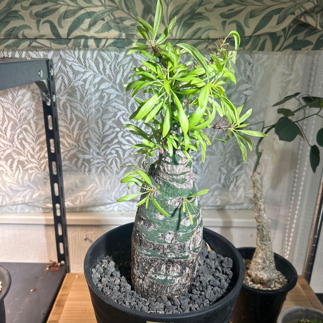 DEGさん専用　中型 塊根植物 Foquieria pulpusii