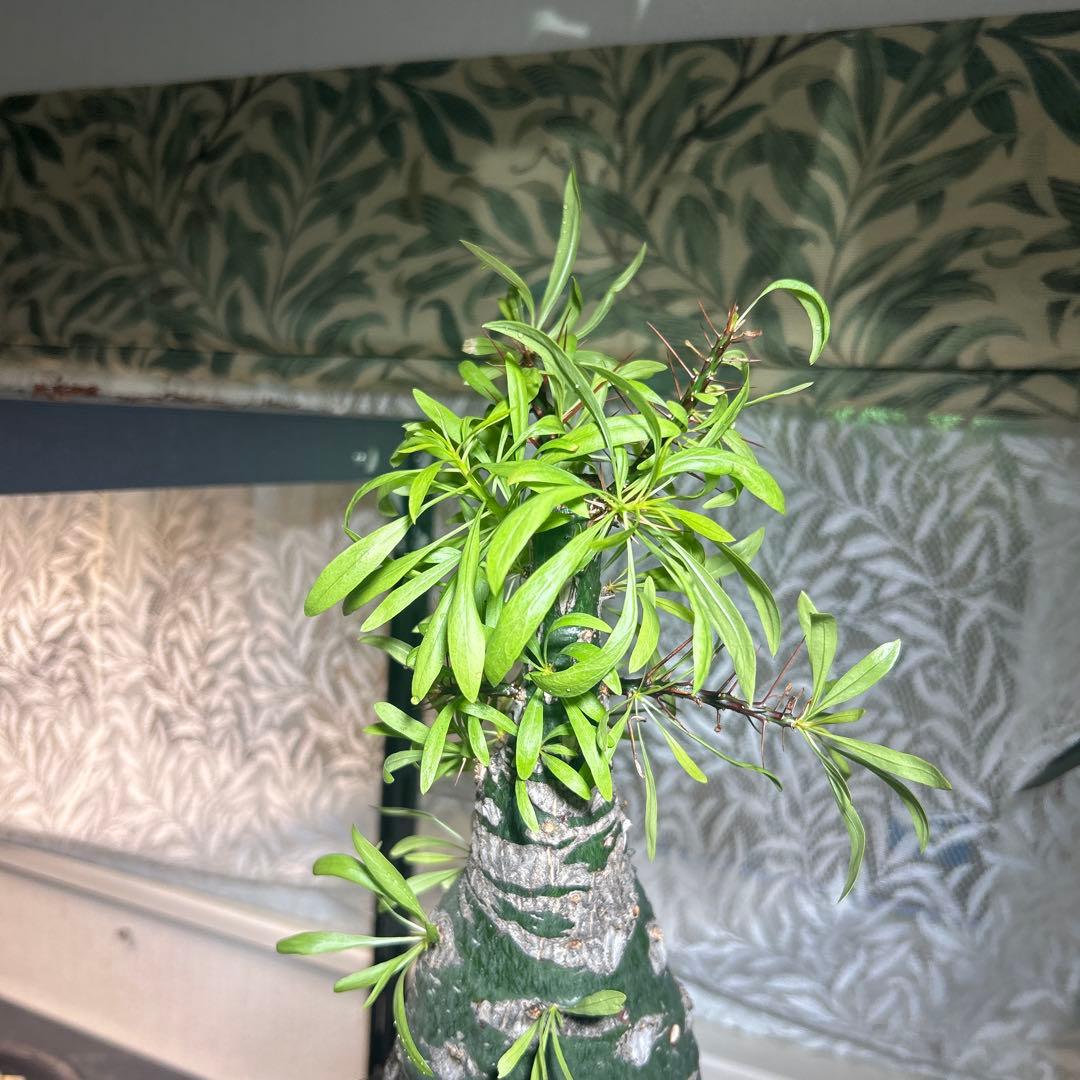 DEGさん専用　中型 塊根植物 Foquieria pulpusii