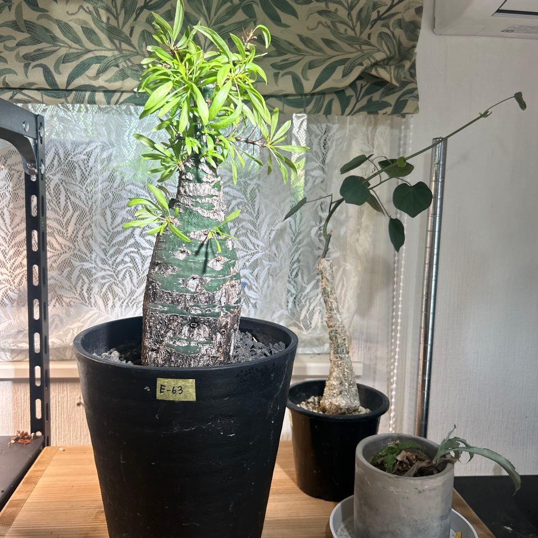 DEGさん専用　中型 塊根植物 Foquieria pulpusii