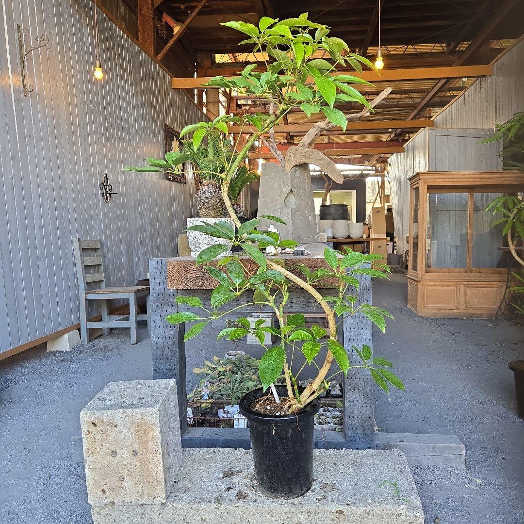 ⑤　シェフレラ　チェンマイ　曲がり仕立て8号特大苗木最高等級極上品‼️