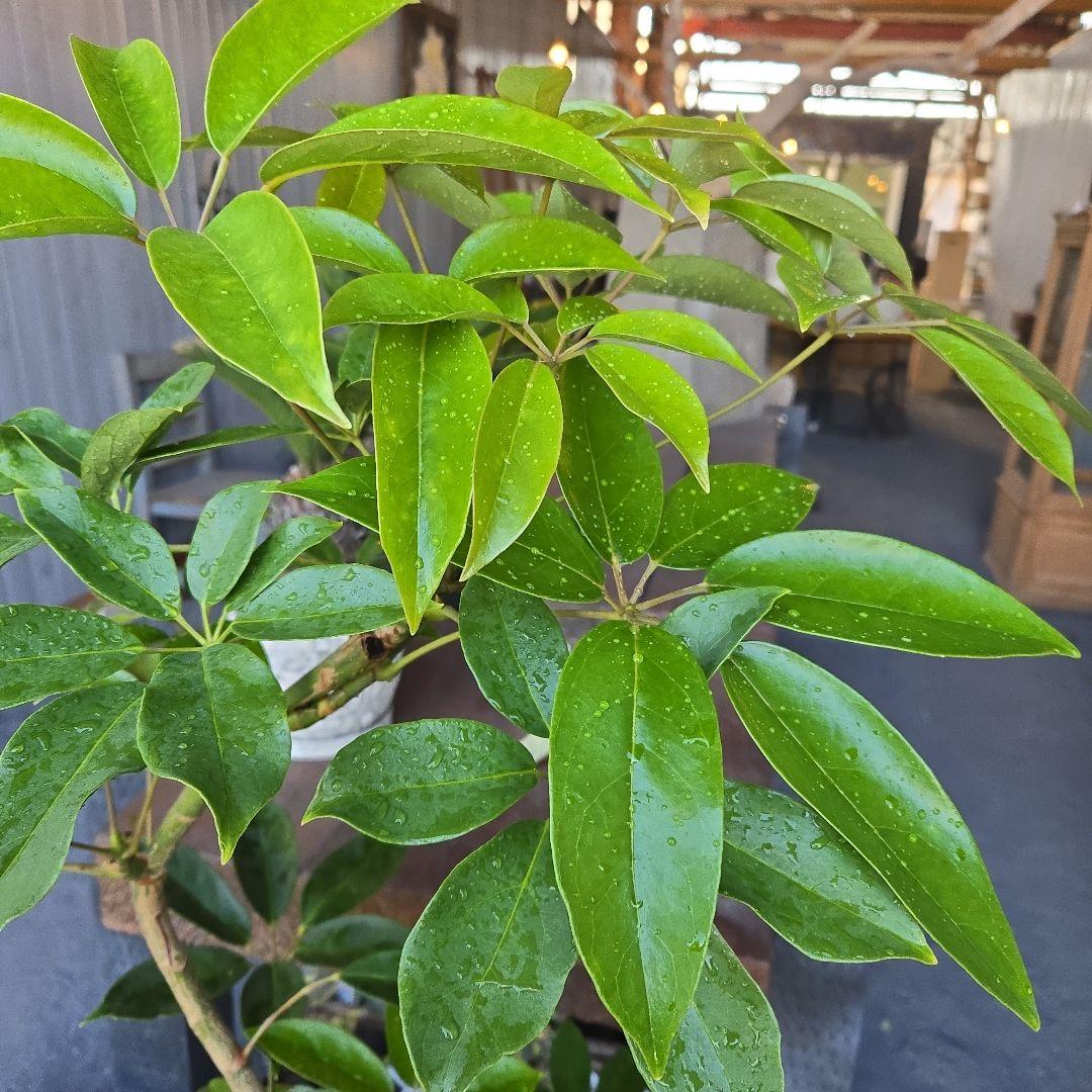 ⑤　シェフレラ　チェンマイ　曲がり仕立て8号特大苗木最高等級極上品‼️