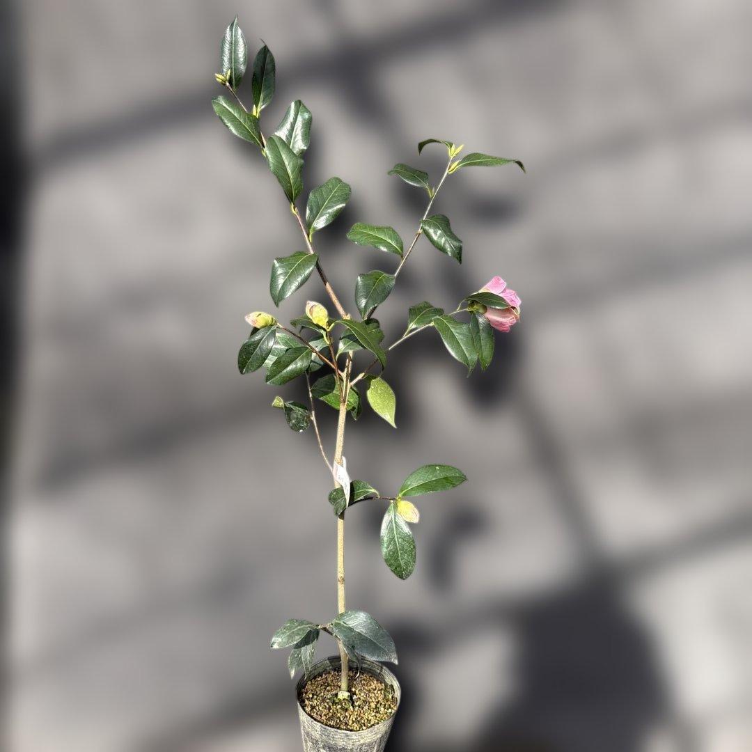 友久様ご確認苗楼蘭(ろうらん)と出雲紫