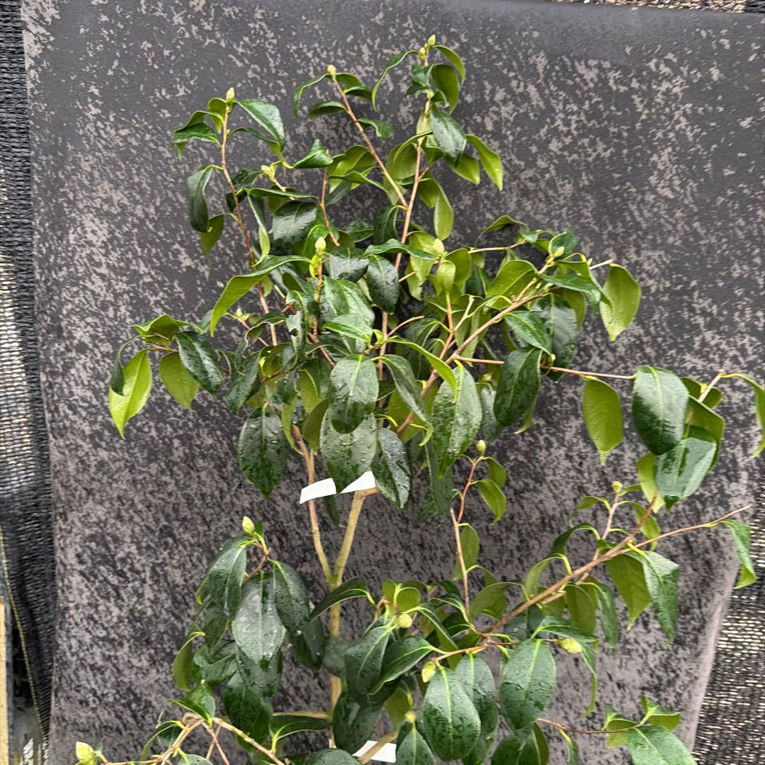 友久様ご確認苗楼蘭(ろうらん)と出雲紫